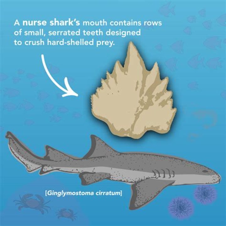 What are teeth used for in extinction?