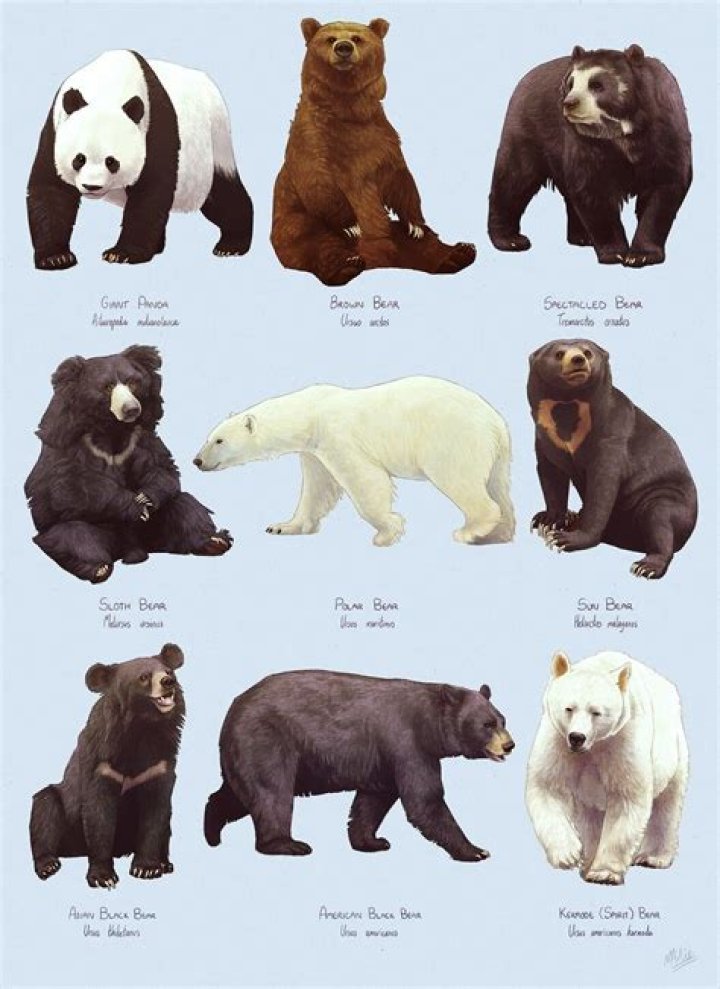 What are the 10 types of bears?