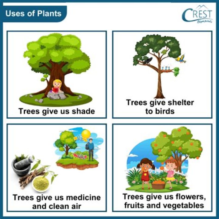 What are the 10 uses of trees?
