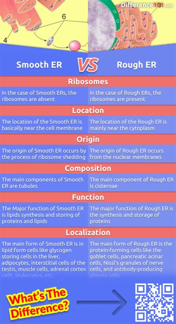 What are the 2 major differences between the rough and smooth ER?