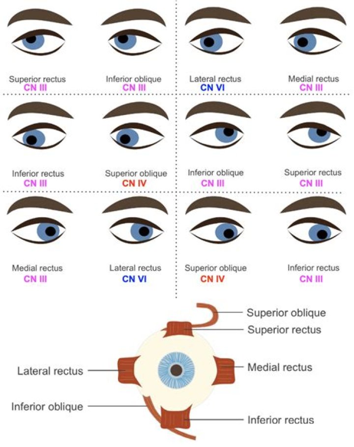 What are the 3 cranial nerves that are responsible for moving the eye?