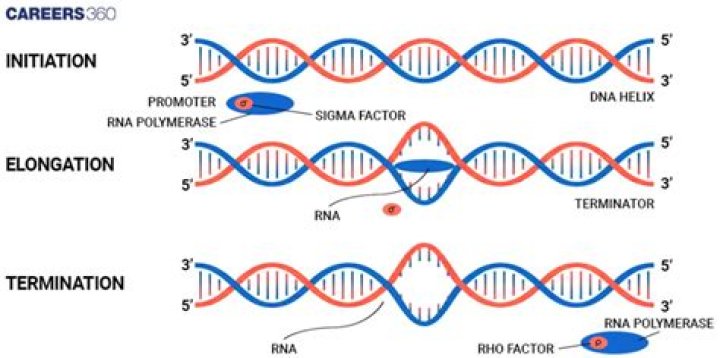 What are the 3 stages of transcription and in the correct order?