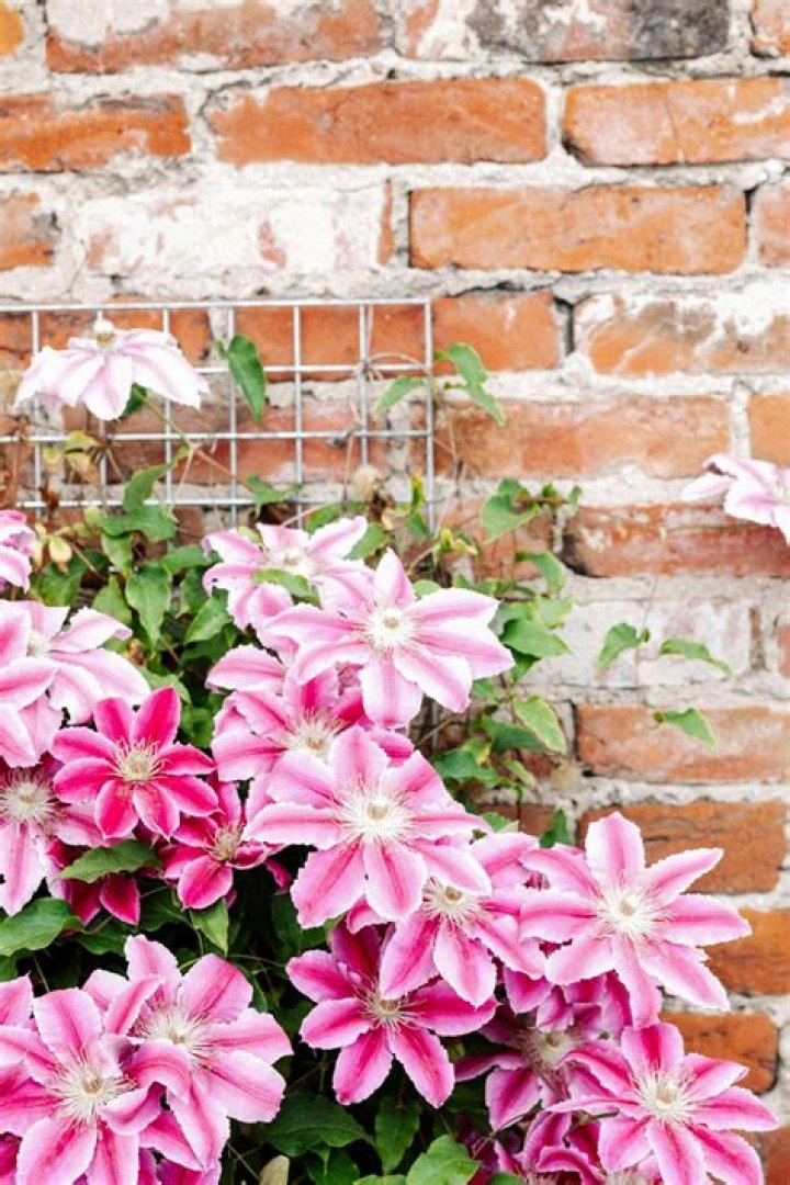 What are the 3 types of Clematis?
