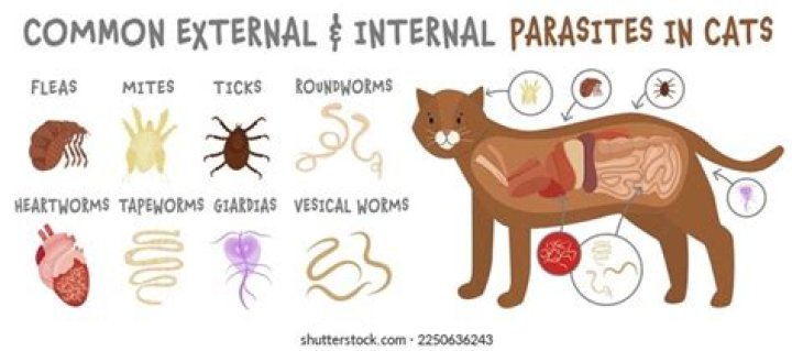 What are the 3 types of internal parasites most common in cats?