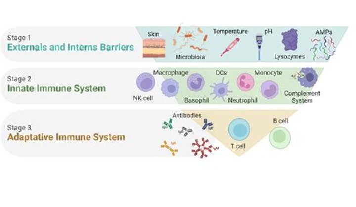 What are the 4 cells in the immune system?