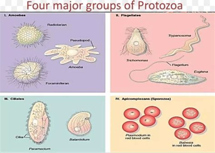 What are the 4 classes of protozoa?