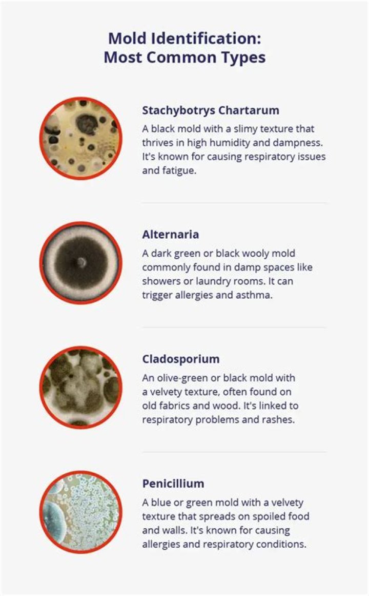 What are the 4 different types of common mold?