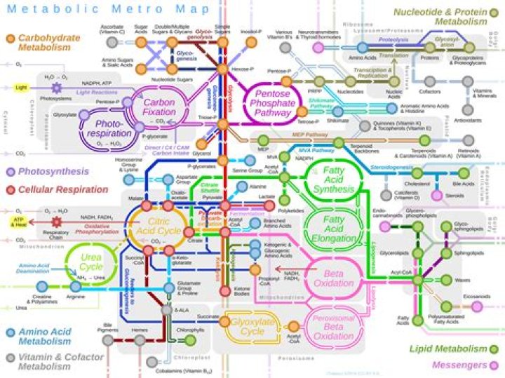 What are the 4 major metabolic pathways?