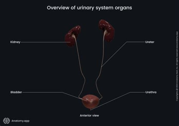 What are the 4 organs of the urinary system?