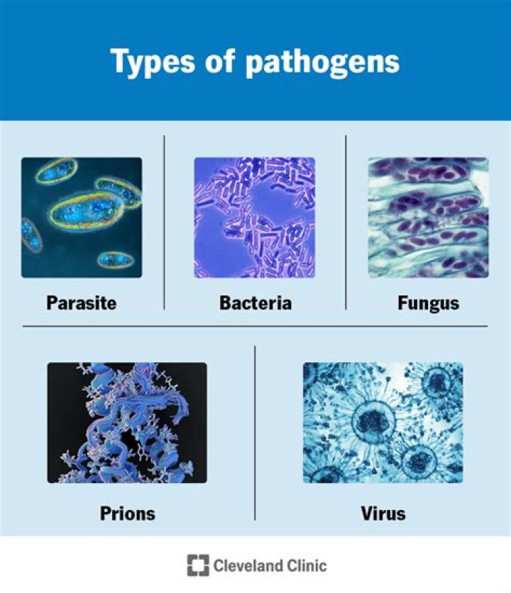 What are the 4 pathogen types?