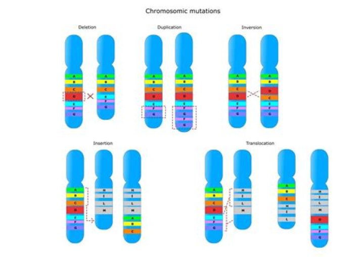 What are the 4 types of chromosome mutations?