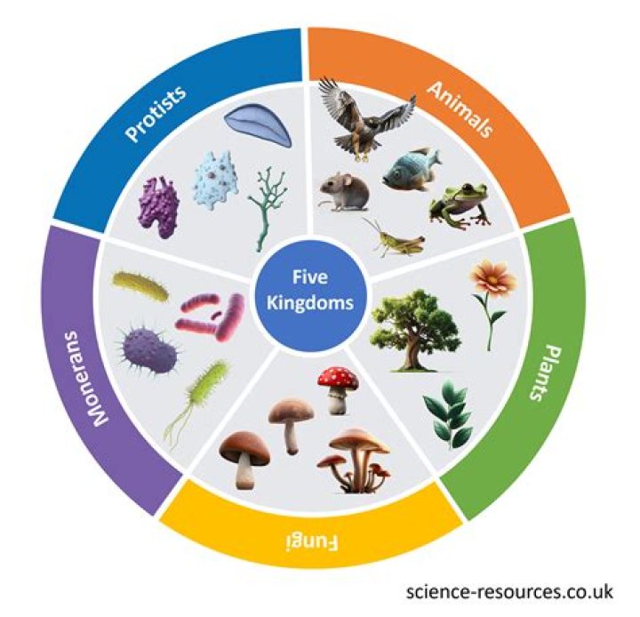 What are the 5 characteristics of all living organisms find one example of each?