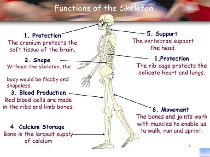 What are the 6 functions of bone?