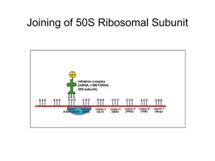 What are the antibacterial that act on 50S ribosomal subunit?