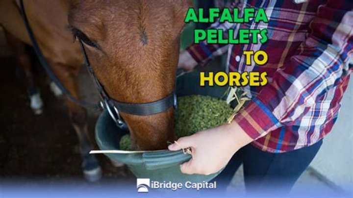 What are the benefits of feeding alfalfa to horses?