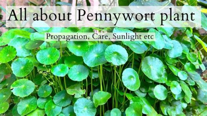 What are the benefits of Indian pennywort?