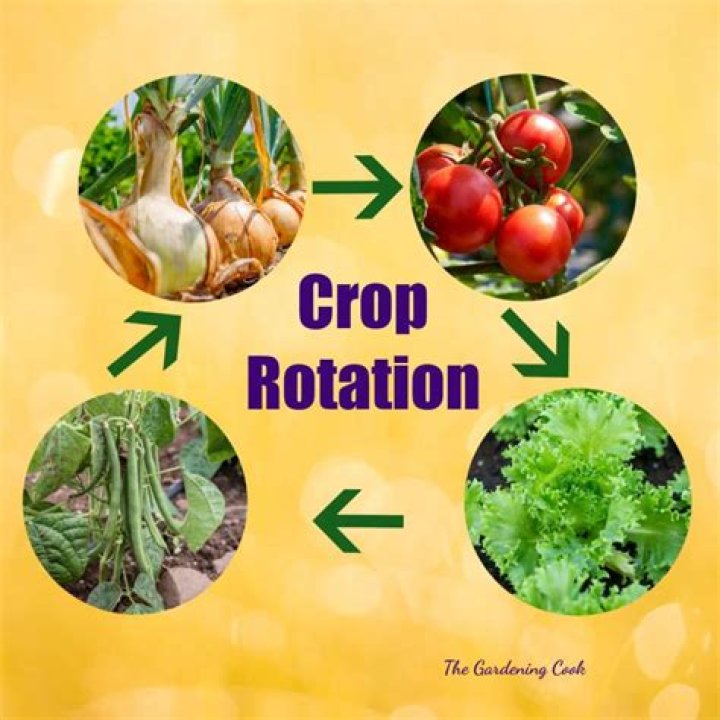 What are the best crops to rotate with one another?