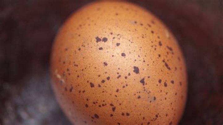 What are the black specks in my fresh eggs?