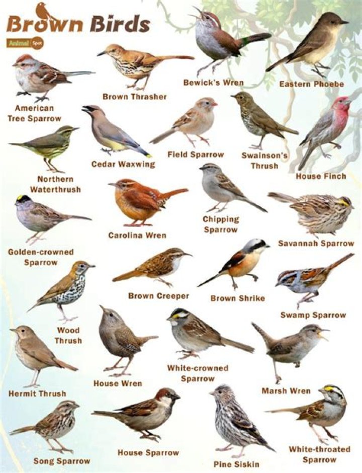 What are the brown birds in Texas called?