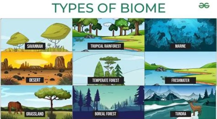 What are the characteristics of fynbos biome?