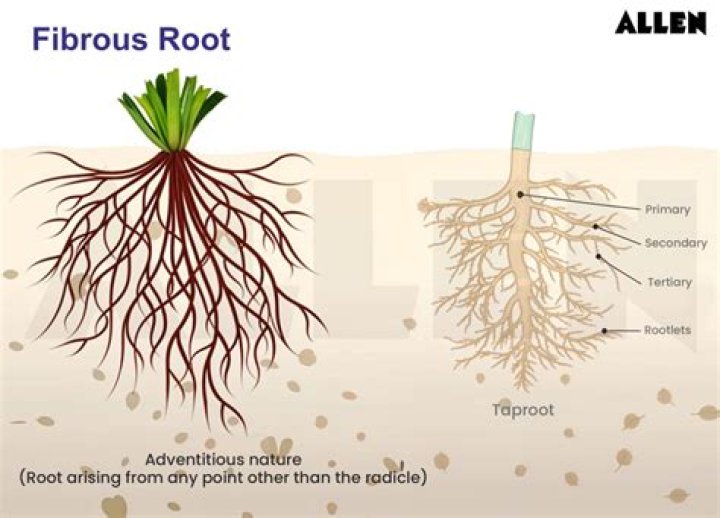 What are the characteristics of root system?