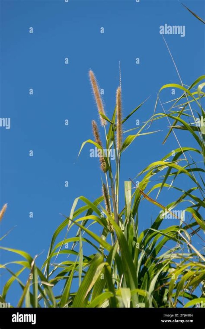 What are the classification of elephant grass?