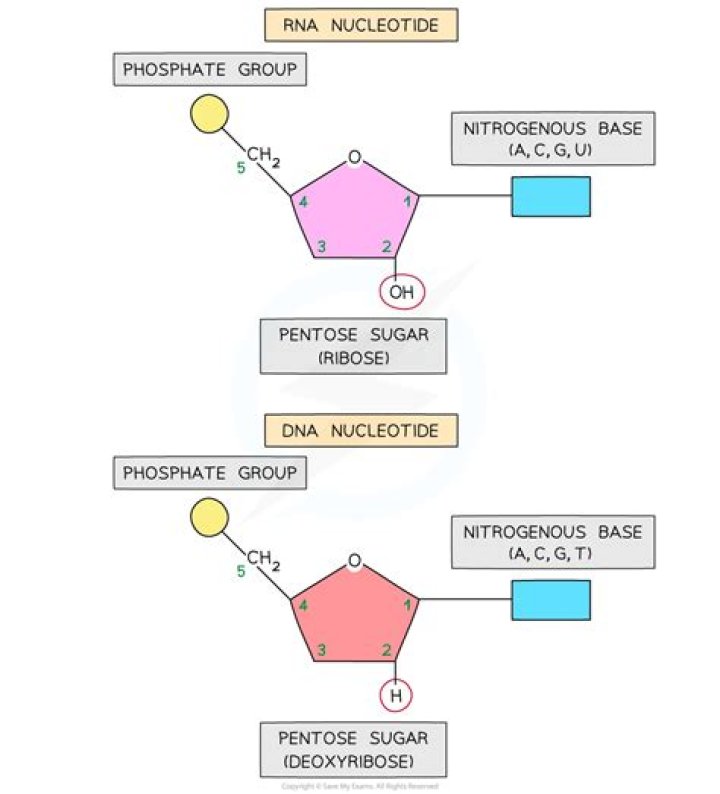 What are the components of RNA nucleotides?