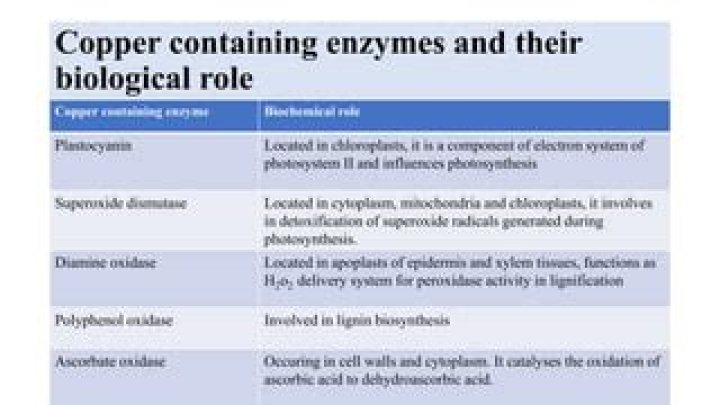 What are the copper containing enzymes?