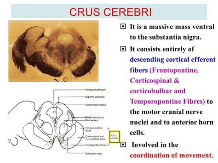 What are the Crura cerebri?