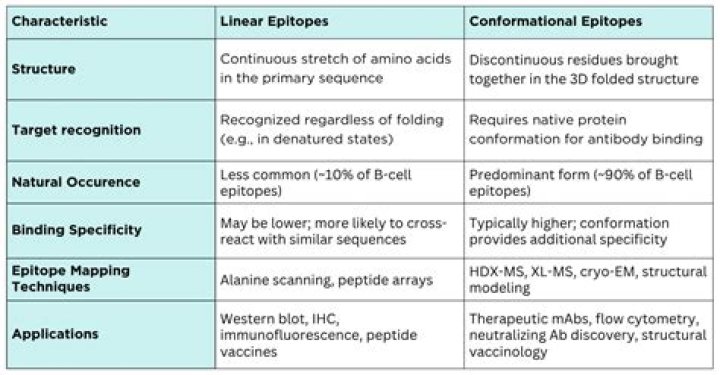 What are the difference between linear and conformational epitope?