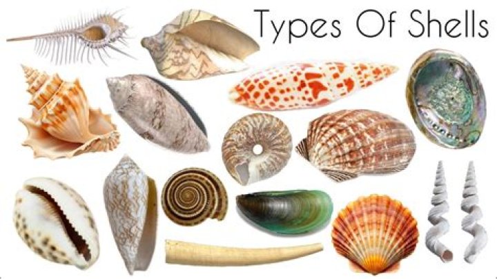 What are the different shell types?