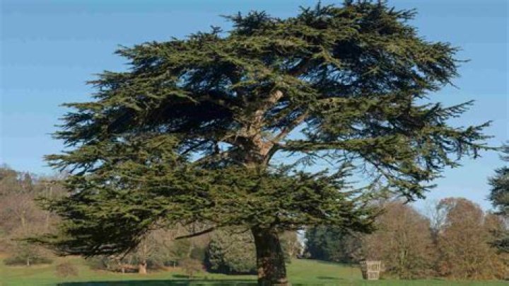 What are the different types of cedar trees?