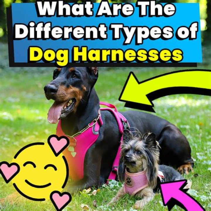 What are the different types of dog harnesses?