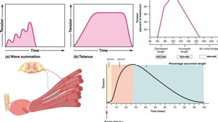What are the different types of muscle summation?
