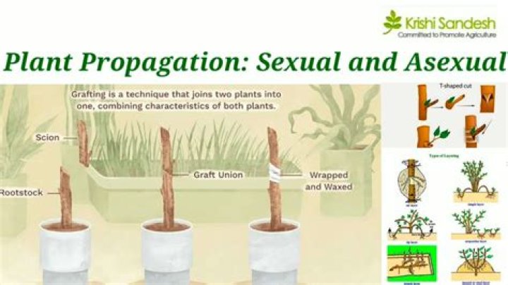 What are the examples of asexual propagation?