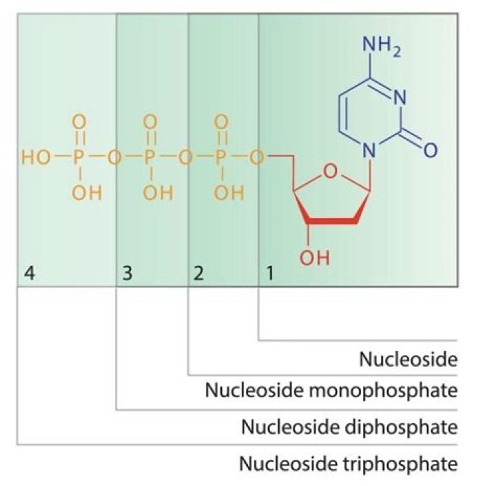 What are the four nucleoside triphosphates?