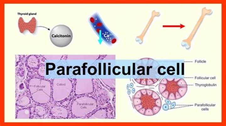 What are the functions of parafollicular cells?