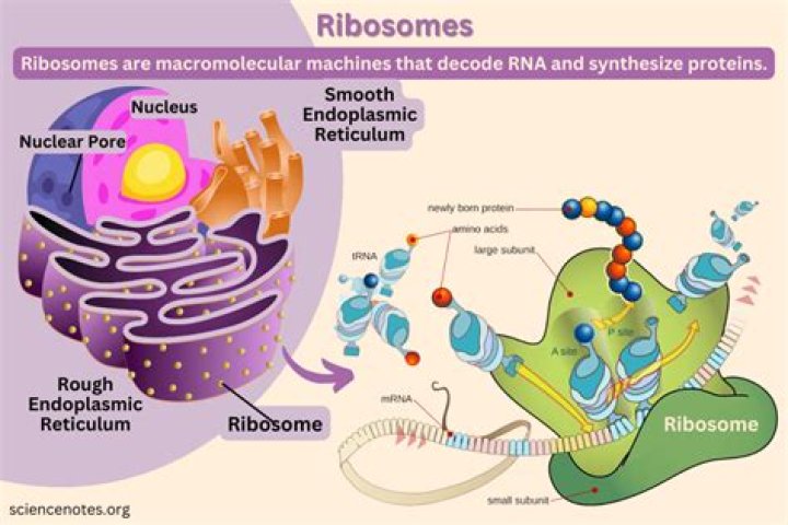 What are the functions of ribosomes?
