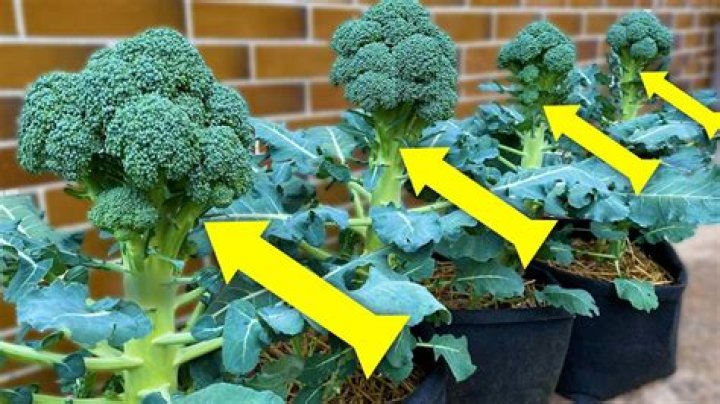 What are the growing stages of broccoli?