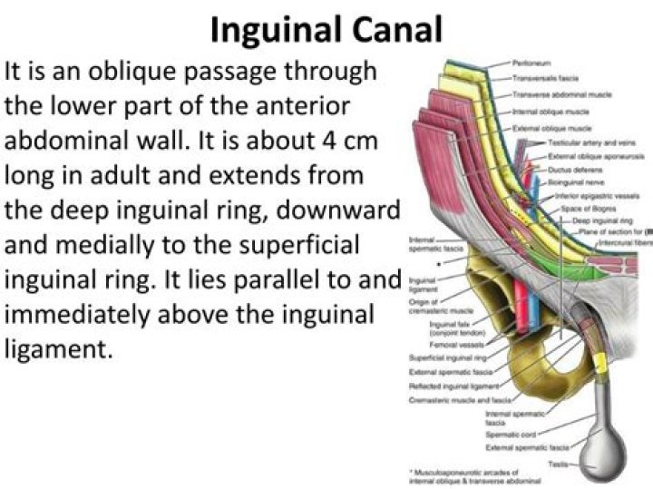 What are the inguinal rings?