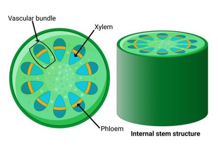 What are the jobs of phloem and xylem?
