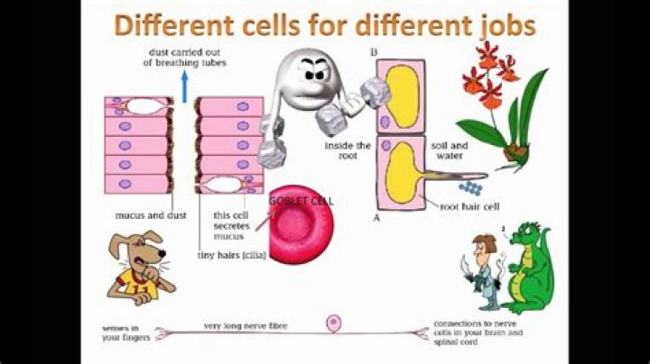 What are the jobs of the animal cells?