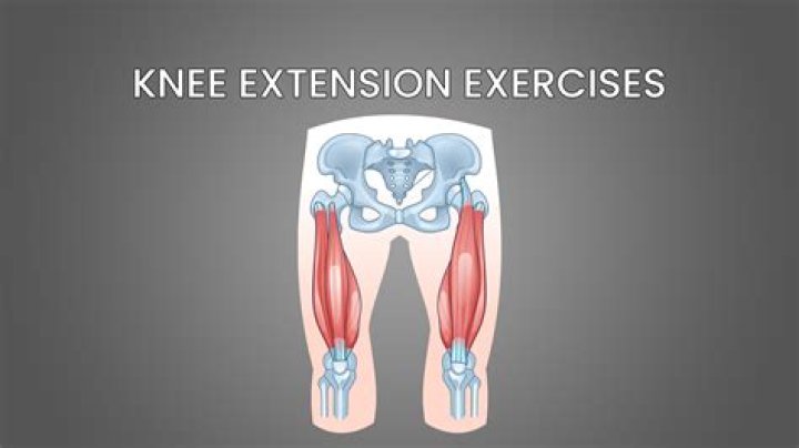 What are the knee extensor muscles?