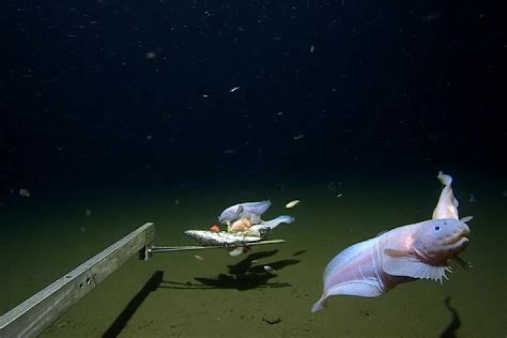 What are the main types of sea fish?