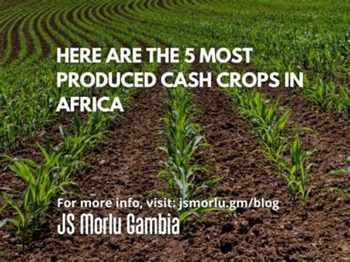 What are the major crops in Africa?