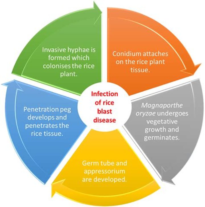 What are the major disease that affecting pig?