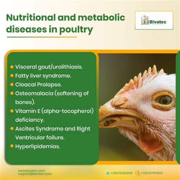 What are the major diseases of poultry birds?