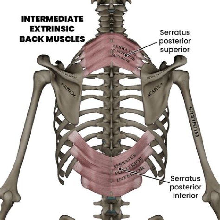 What are the muscles in the small of your back called?