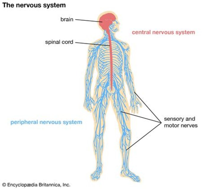 What are the parts of central nervous system?