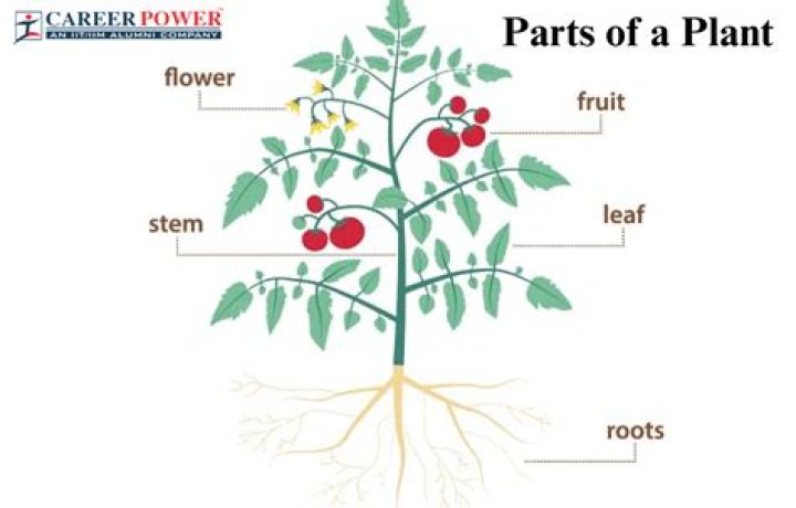 What are the parts of plants?